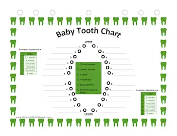 Teeth Chart